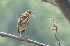 Small image of A front view of a green heron with its bill open, orangish tongue sticking up. It is perched on a branch and the view emphasizes the pale belly area streaked with brown.