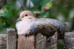 Small image of A mourning dove sitting on top of a worn wooden fence.