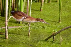 Small image of This least bittern is gripping a different plant stalk with each foot and leaning toward the algae-covered surface of the water. The vertical stripe on its white underbelly is clearly visible.