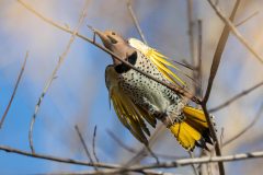 Small image of A male yellow-shafted flicker, shown from below to highlight the yellow on its wings and tail. It is perched in a tree.