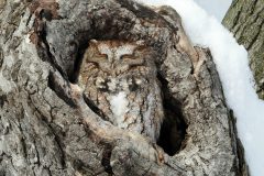 Small image of An eastern screech-owl rests in the hole of a tree. Its eyes are closed and the bands and spots of its reddish-brown feathers help it blend into the surrounding bark.