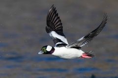 Small image of A male bufflehead flies over a body of water, its orange feet held straight back from its body and its open wings displaying their characteristic white patches.