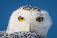 Small image of Close up showing a snowy owls yellow eyes.