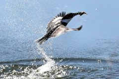 Small image of A belted kingfisher swoops up from the water, creating a large splash and holding a crayfish in its bill.