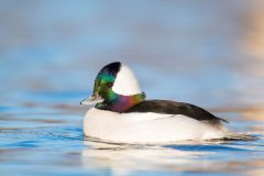 Small image of A male bufflehead with an iridescent head showing shades of green, blue, purple, pink, orange and yellow.