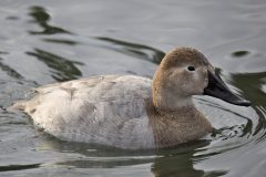 Small image of A female canvasback with black eyes and brownish-whitish plumage swims in a body of water, droplets of water beading on its back.