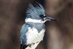 Small image of A male belted kingfisher with a shaggy blue crest and short, thick bill perches on a tree branch in the sunshine.