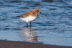 Small image of Sanderling sits in the water with the tide covering its feet.