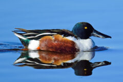 Small image of A male northern shoveler swimming.