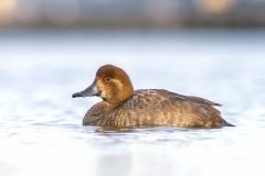 Small image of A female redhead swims in a body of water.