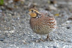 Small image of A female northern bobwhite standing on a gravel shore. Its throat and eye stripe are a tan color.