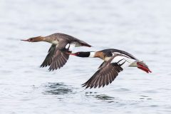 Small image of Male and female megansers fly together just above a body of water.