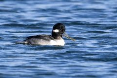 Small image of A female bufflehead swims in a body of blue water, holding a clam in its bill.