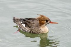 Small image of A female merganser moves through the water.