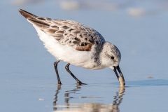 Small image of A sanderling picks food out of the water.