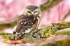 Small image of An adult northern saw-whet owl, sitting on a branch with lichen growing on it.