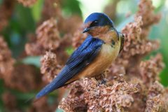 Small image of A barn swallow perches on the top of a rust-colored bush.