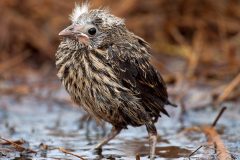 Small image of Recently hatched red-winged blackbird walks through a slightly wet marsh area.