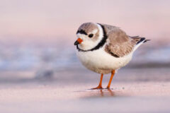 Small image of Piping plover sits on a beach at dusk looking for food.