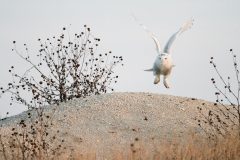 Small image of Snowy owl flies low over a sandy dune.