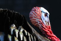 Small image of Wild turkey's face with blue and red coloring.