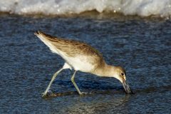 Small image of Willet bends down to pick something out of the water.