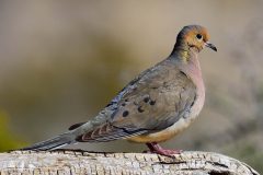 Small image of A mourning dove in shades of gray and dusty pink, with a small black beak and darker pink feet. There are yellow and tans markings on its neck.