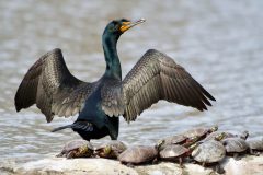 Small image of A double-crested cormorant stands on a cluster of rocks near the water, its wings held out in V shapes from its body and a group of ten red-bellied cooters basking in the sun nearby.