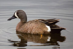 Small image of A female blue-winged teal swims through a body of water with a white crescent on its face and brown, mottled feathers.