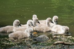 Small image of Eight fluffy cygnets with black bills clustered at the edge of a body of water. Two are dipping their bills into the water.