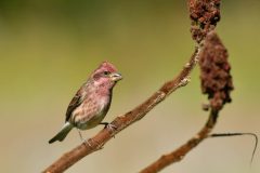 Small image of Male purple finch sits on a branch.