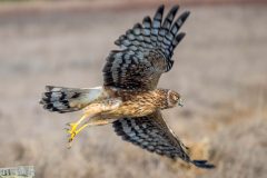 Small image of A northern harrier in flight, legs stretched behind it and wings outstretched. The underside is mottled white and brown. Its eyes are yellow.