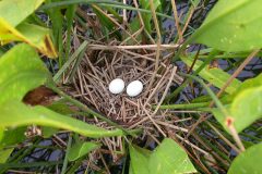 Small image of Two pale eggs in a nest of dried grasses and plant stalks in among wetland vegetation.