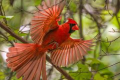 Small image of The view from below as a male cardinal flies from a tree branch, wings and tail fanned out. The feathers appear more translucent and orange-gray when fanned out like this, while its chest and head still appear bright red. Its gray-brown feet are tucked against its body.