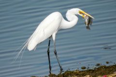 Small image of A great egret holds a fish in its bill as it stands in the shallows of a body of water.