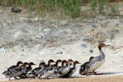 Small image of Several juvenile red-breasted mergansers follow behind a female.