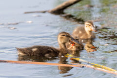 Small image of Three immature northern shovelers swimming together.