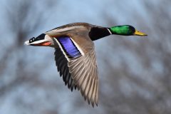 Small image of A male mallard in flight, orange legs tucked up against its body and wings outstretched to show a large rectangular blue patch outlined in black.