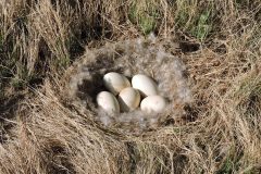 Small image of A cluster of five Canada geese eggs sits in a nest of reeds and grasses, lined with soft fluffy down.