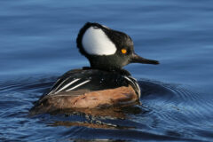 Small image of A male hooded merganser swims in a body of water.