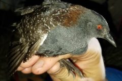 Small image of A close-up view of a hand holding an eastern black rail, showing its red eye, gray head and chest, and white speckled wing feathers.