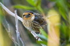 Small image of A saltmarsh sparrow sits on a branch in a marsh.