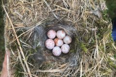 Small image of A cluster of seven speckled Carolina chickadee eggs sits in a nest of moss, feathers and dead plant material.