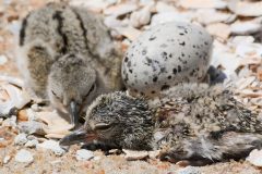 Small image of Two mottled brown, recently hatched American oystercatchers rest in their nest near an unhatched, speckled egg.