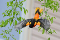 Small image of A male Baltimore oriole swoops downward, its black and orange plumage on clear display.