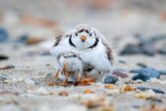 Small image of Piping plover sits on a beach with a young plove sitting under its wing.