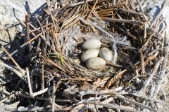 Small image of A cluster of four double-crested cormorant eggs sits in a bulky nest made of sticks, straw, white feathers and other materials.