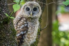 Small image of A young, fluffy barred owl perches in the crook of a moss-covered tree, its large brown eyes looking directly at the camera.