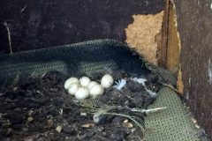 Small image of A cluster of seven white barn owl eggs sits on the bottom of a nest box.