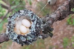 Small image of Two ruby-throated hummingbird eggs are cupped in a nest made of lichen, spider silk and other plant fibers, and anchored to a thin branch.